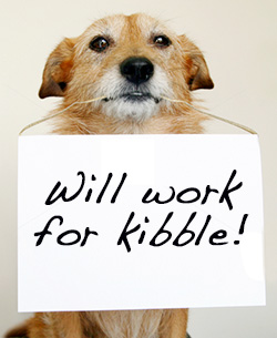 Will Work For Kibble